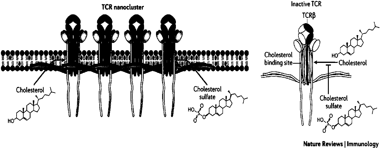 CAR-T cells inhibited by cholesterol translipase SOAT1, preparation method and application thereof