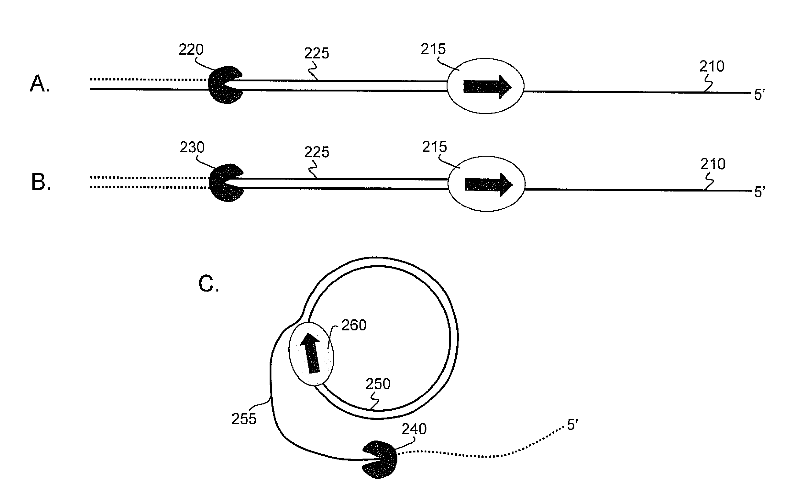 Prevention and alleviation of steric hindrance during single molecule nucleic acid synthesis by a polymerase