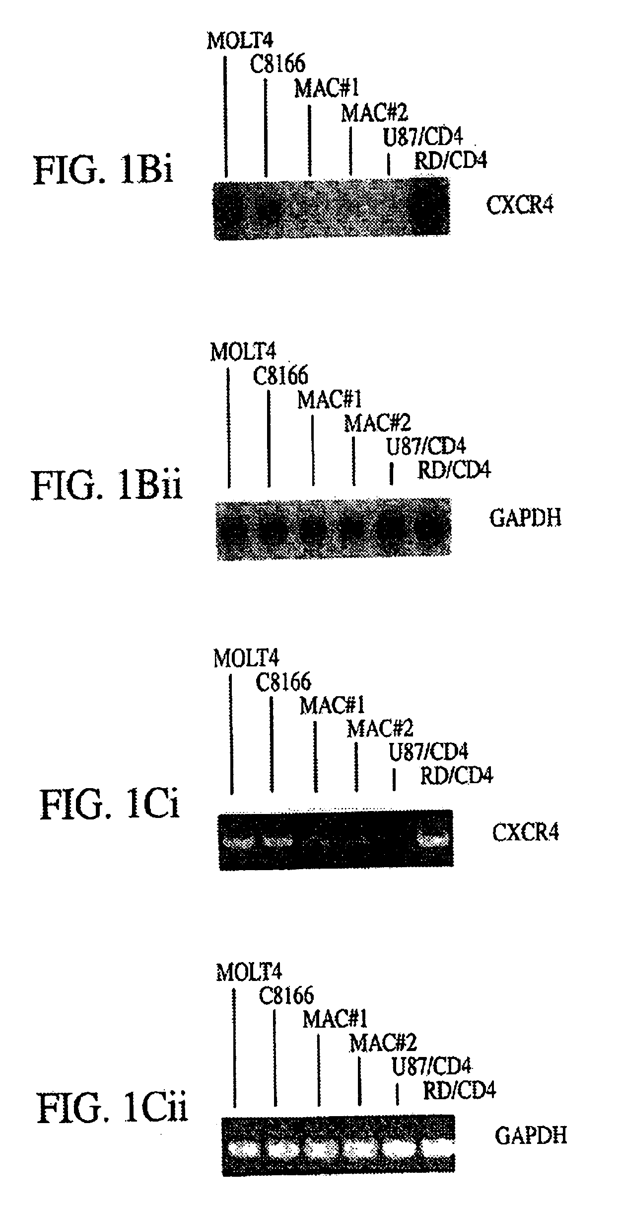 Antibodies directed against cellular coreceptors for human immunodeficiency virus and methods of using the same