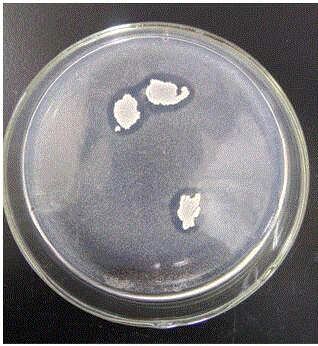 Bacillus cereus TH-35 capable of activating heavy metal cadmium in soil and application thereof