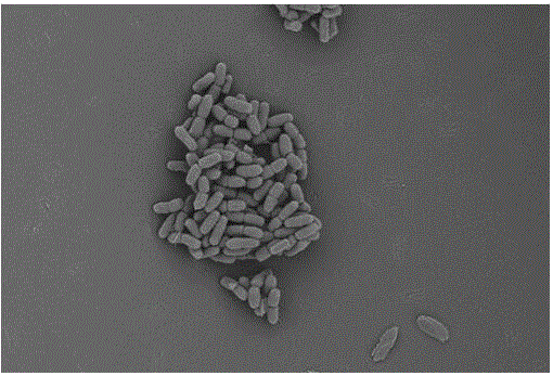Bacillus cereus TH-35 capable of activating heavy metal cadmium in soil and application thereof
