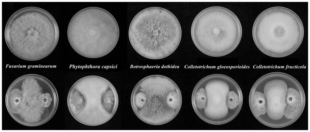 Endophytic chaetomium globosum MG2 and application of endophytic chaetomium globosum MG2 in preventing and treating apple tree canker