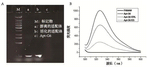 Tumor-targeting nano-composite Apt-PAMAM/ERL/SUV and preparation and application thereof
