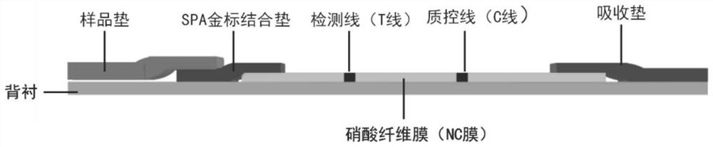 A kind of porcine circovirus type ii antigen and colloidal gold immunochromatographic test strip for detecting porcine circovirus type ii antibody