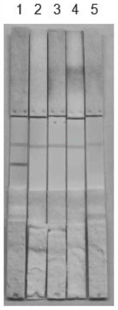 A kind of porcine circovirus type ii antigen and colloidal gold immunochromatographic test strip for detecting porcine circovirus type ii antibody