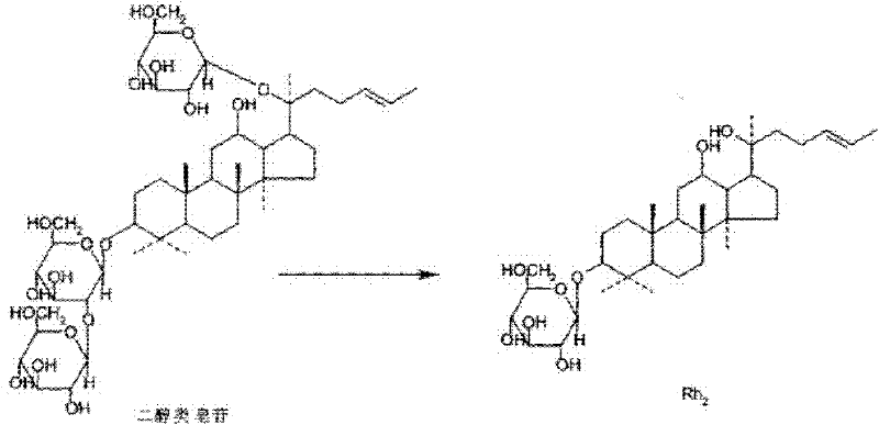 Cylindrocarpon didymium and method for preparing ginsenoside Rh2 by using same