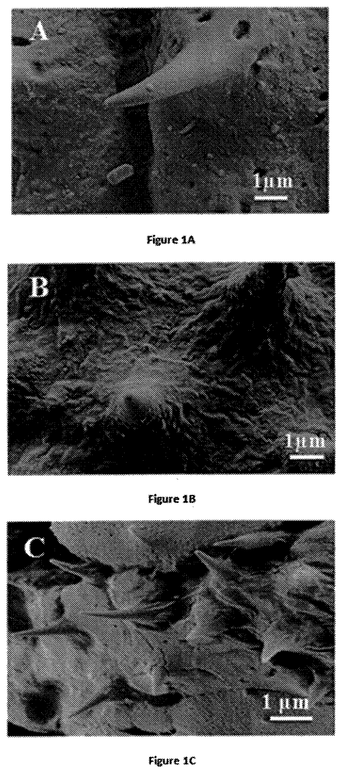 Purified pollen particles and use thereof for administering nanosystems