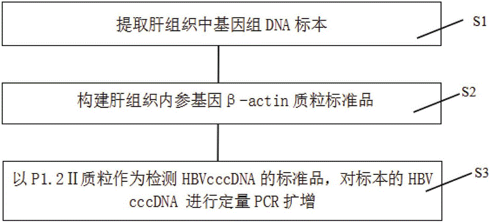 Quantitative PCR detection method for hepatic tissue HBVcccDNA