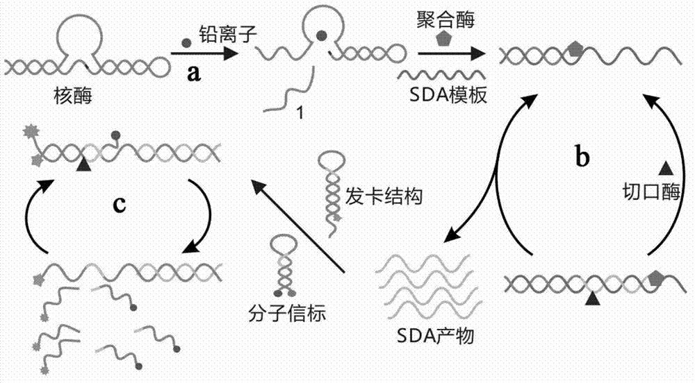 Lead ion detection kit based on constant-temperature cascade nucleic acid amplification and detection method of lead ion detection kit