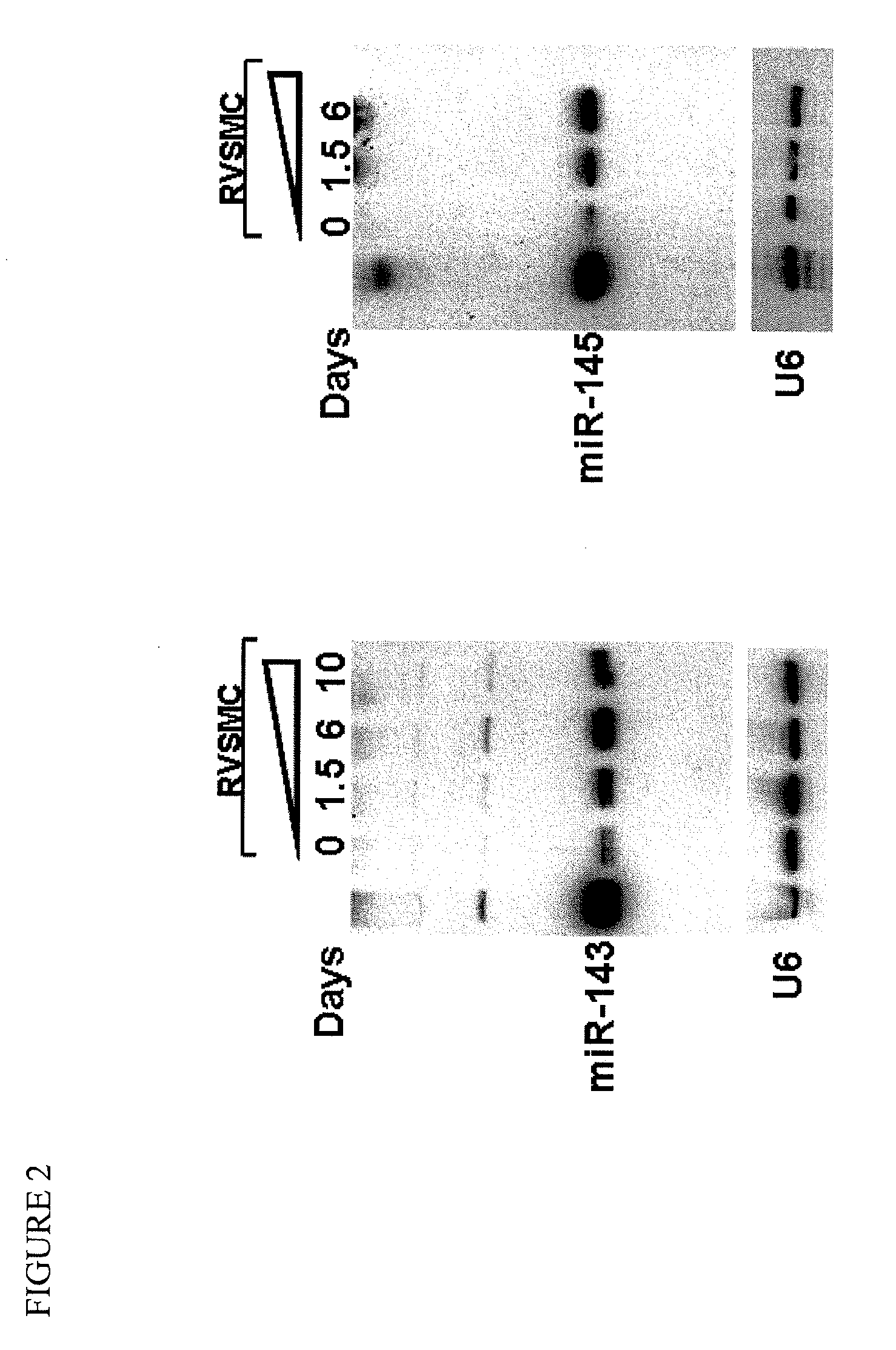 MICRO-RNAs THAT MODULATE SMOOTH MUSCLE PROLIFERATION AND DIFFERENTIATION AND USES THEREOF