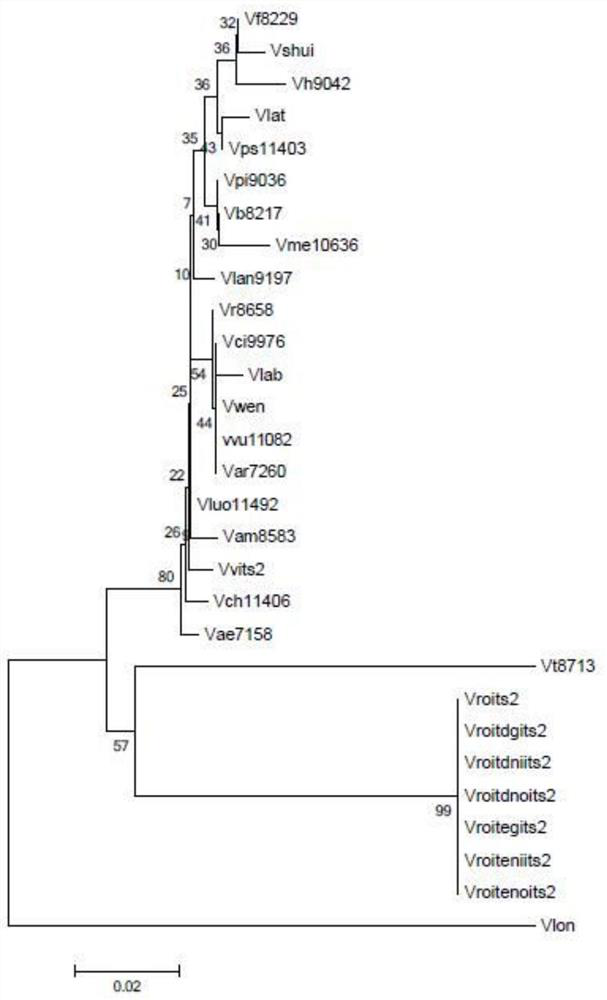 A dna barcode and its use in identifying muscadine grapes