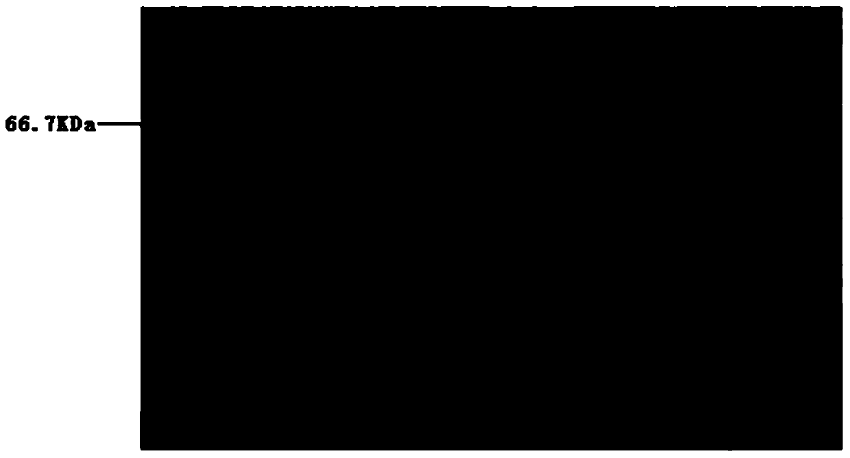 Hepatitis C virus ns3/4a protease and gene, method for detecting inhibitor activity