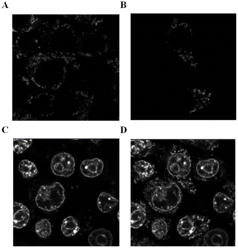 Method for transforming exogenous mitochondrion into mammal cells
