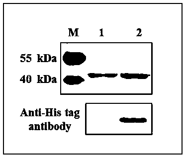 DNA methyltransferase and its soluble heterologous expression and separation and purification method