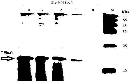Artificially modified HtA protein and coding gene and application thereof