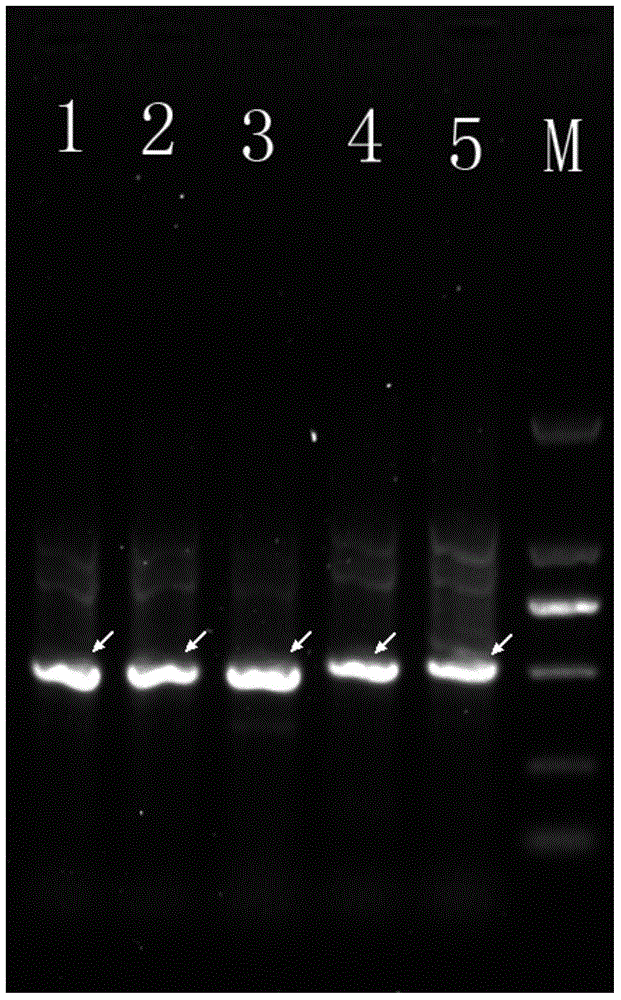 A specific molecular marker dna sequence of plant lactobacillus and its application