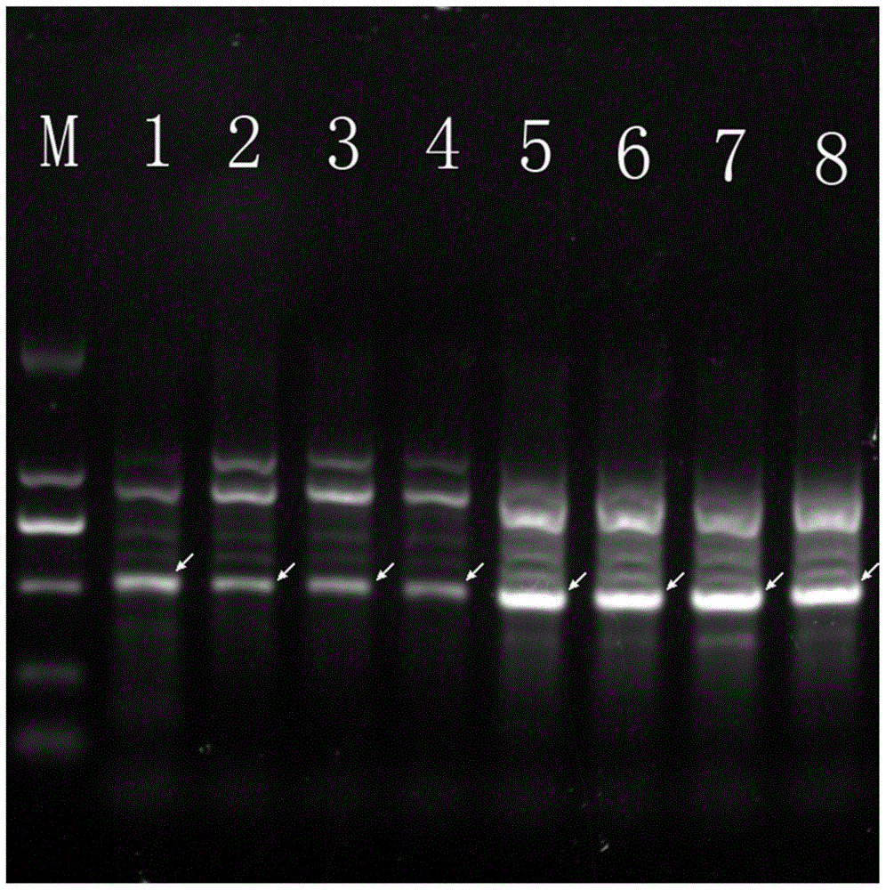 A specific molecular marker dna sequence of plant lactobacillus and its application