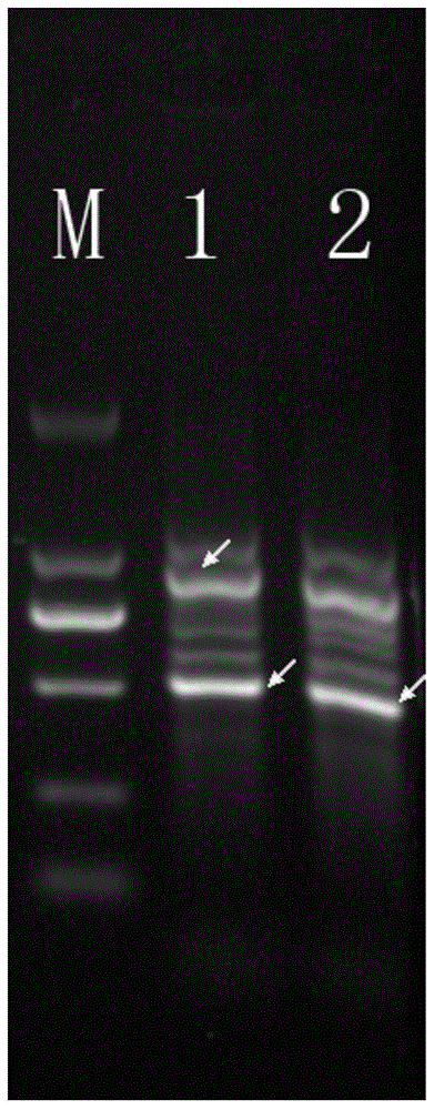 A specific molecular marker dna sequence of plant lactobacillus and its application