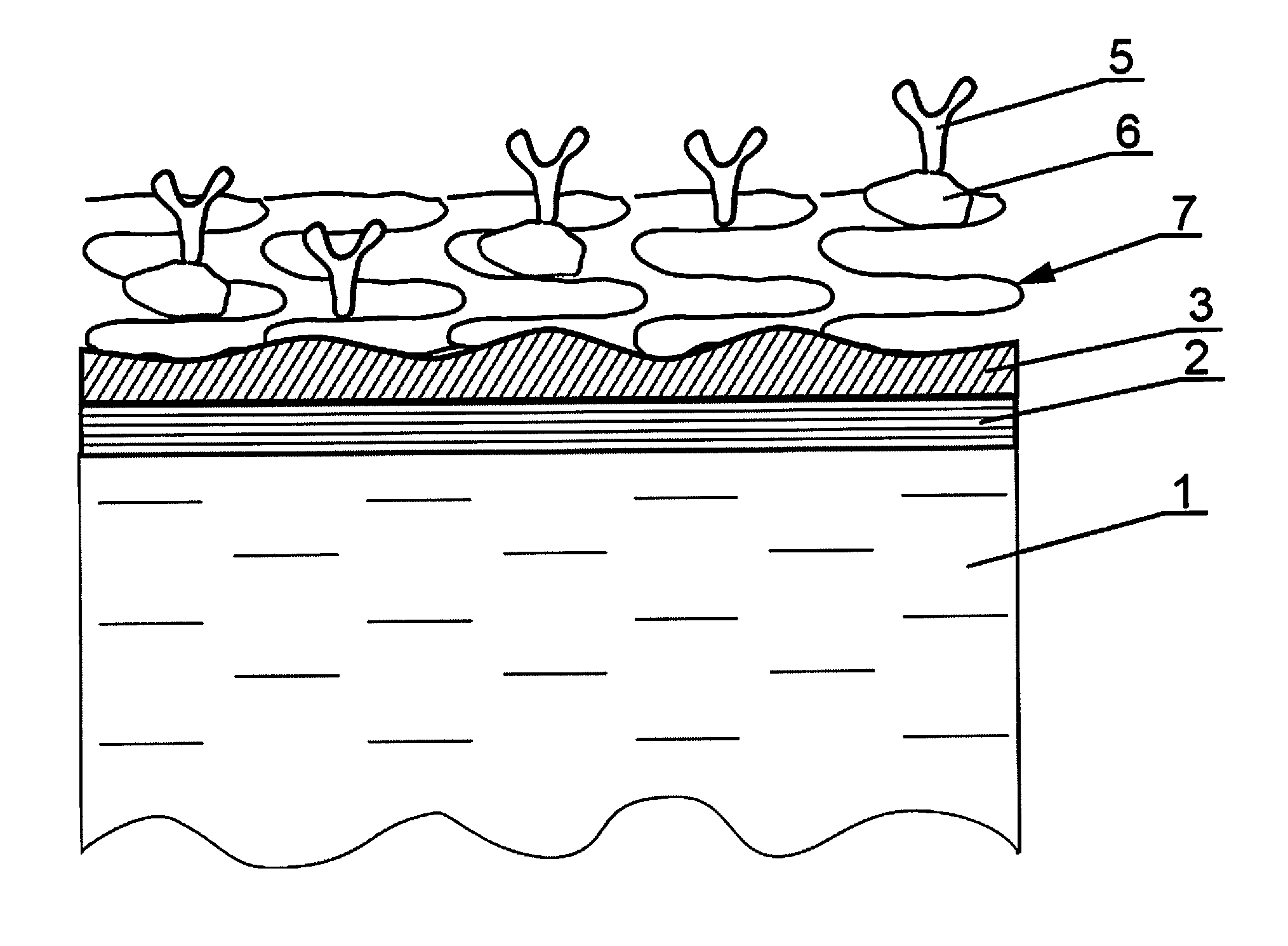 Biological Sensor and a Method of the Production of Biological Sensor