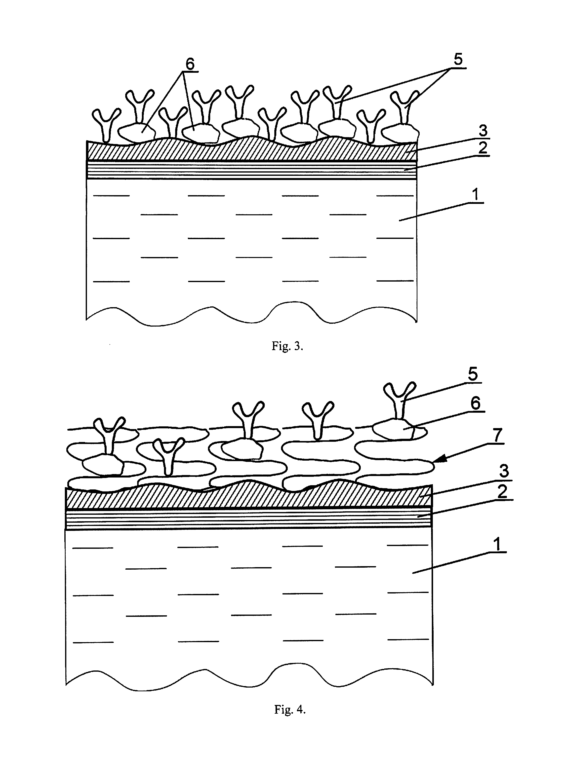 Biological Sensor and a Method of the Production of Biological Sensor