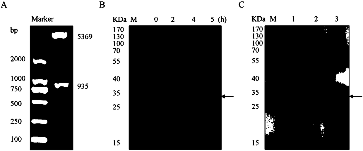 Method for detecting core fucosylation level of serum IgG