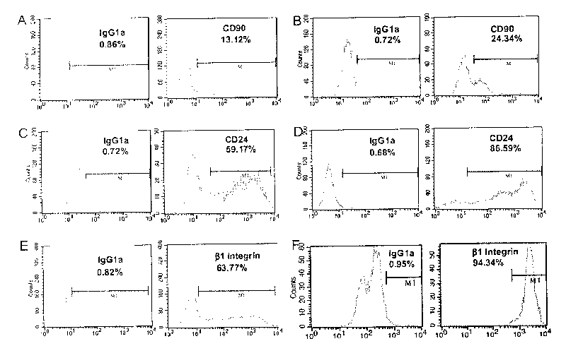 Method for inducing and acclimating epidermal stem cells into nerve cells