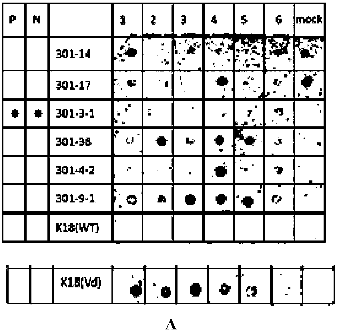 amiRNA capable of improving PSTVd resistance of potatoes and application thereof