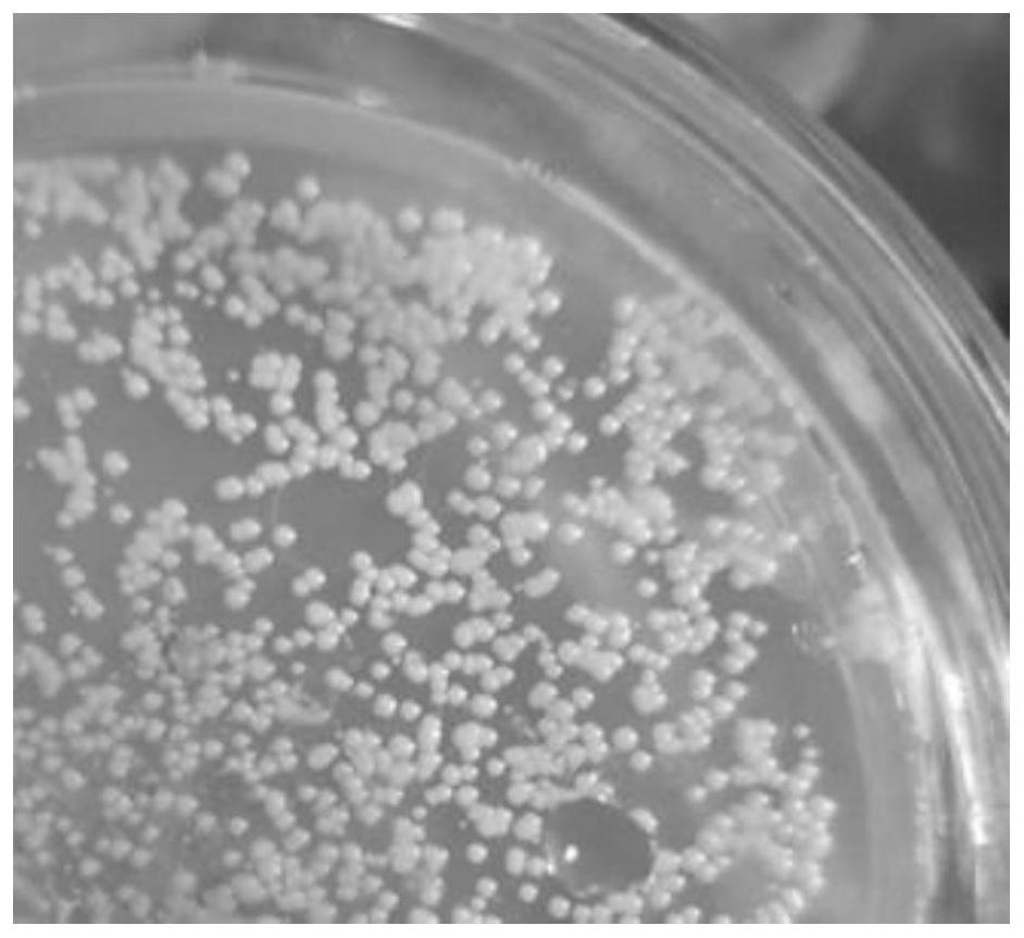 Saccharomyces sp. HF-21 and method for preparing D-pantoic acid lactone through biphasic catalysis of Saccharomyces sp. HF-21