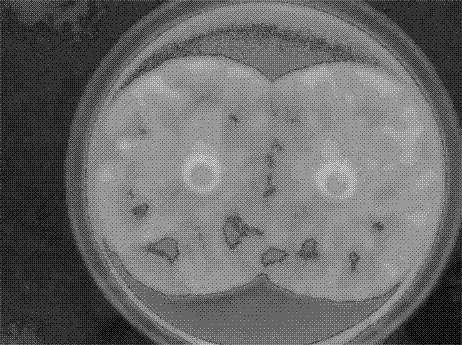 Method for efficiently separating Phytophthora capsici from aging disease tissue