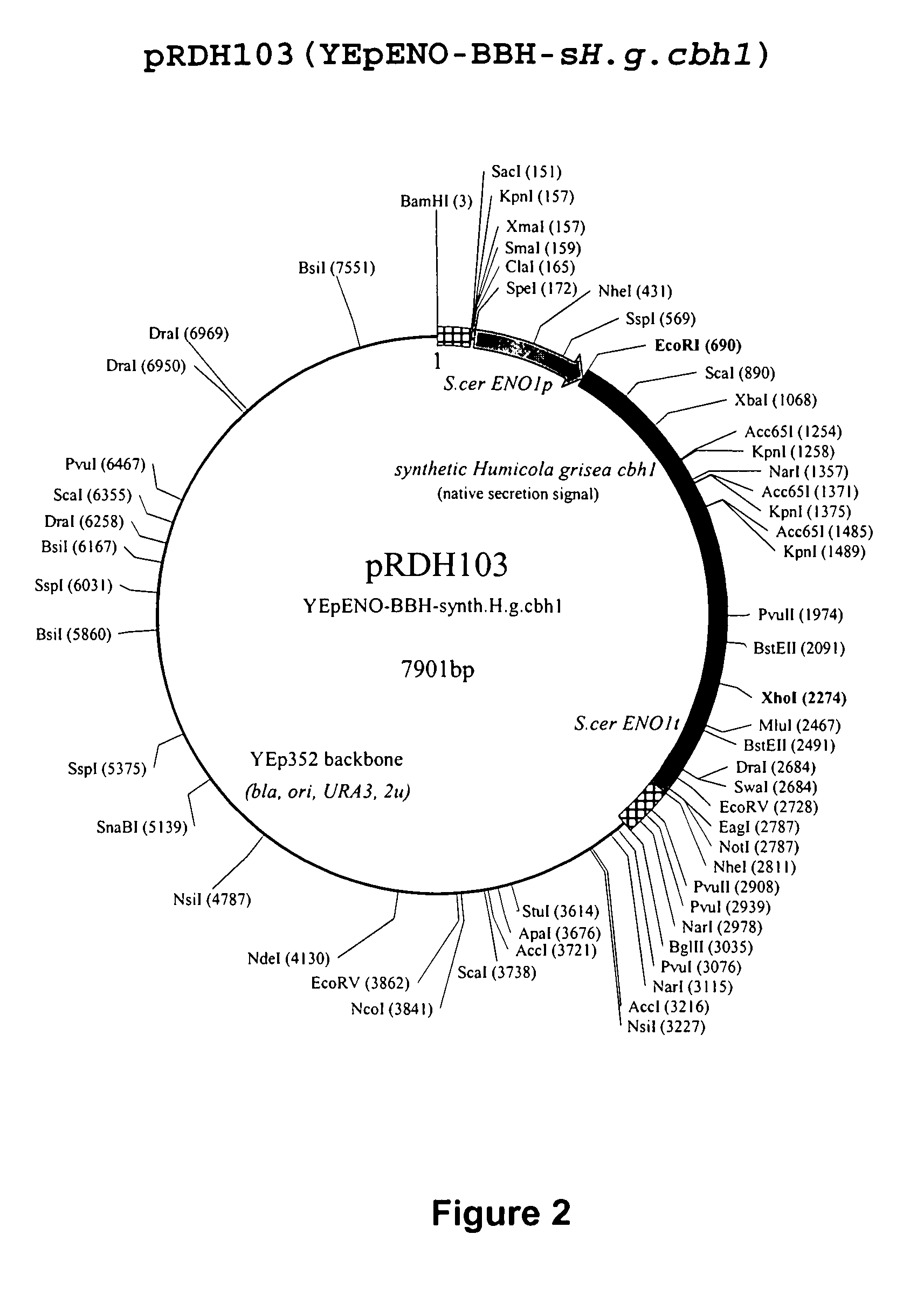 Nucleic acids encoding fungal cellobiohydrolases for expression in yeast