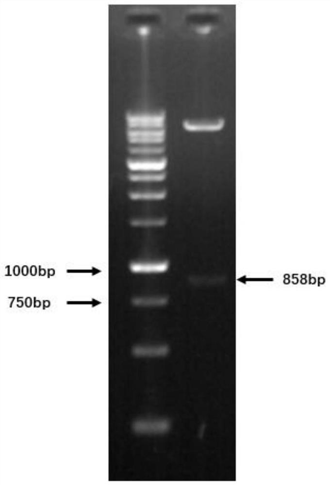Regulatory gene for improving utilization rate and tolerance of capric acid in streptomyces roseosporus and application of regulatory gene