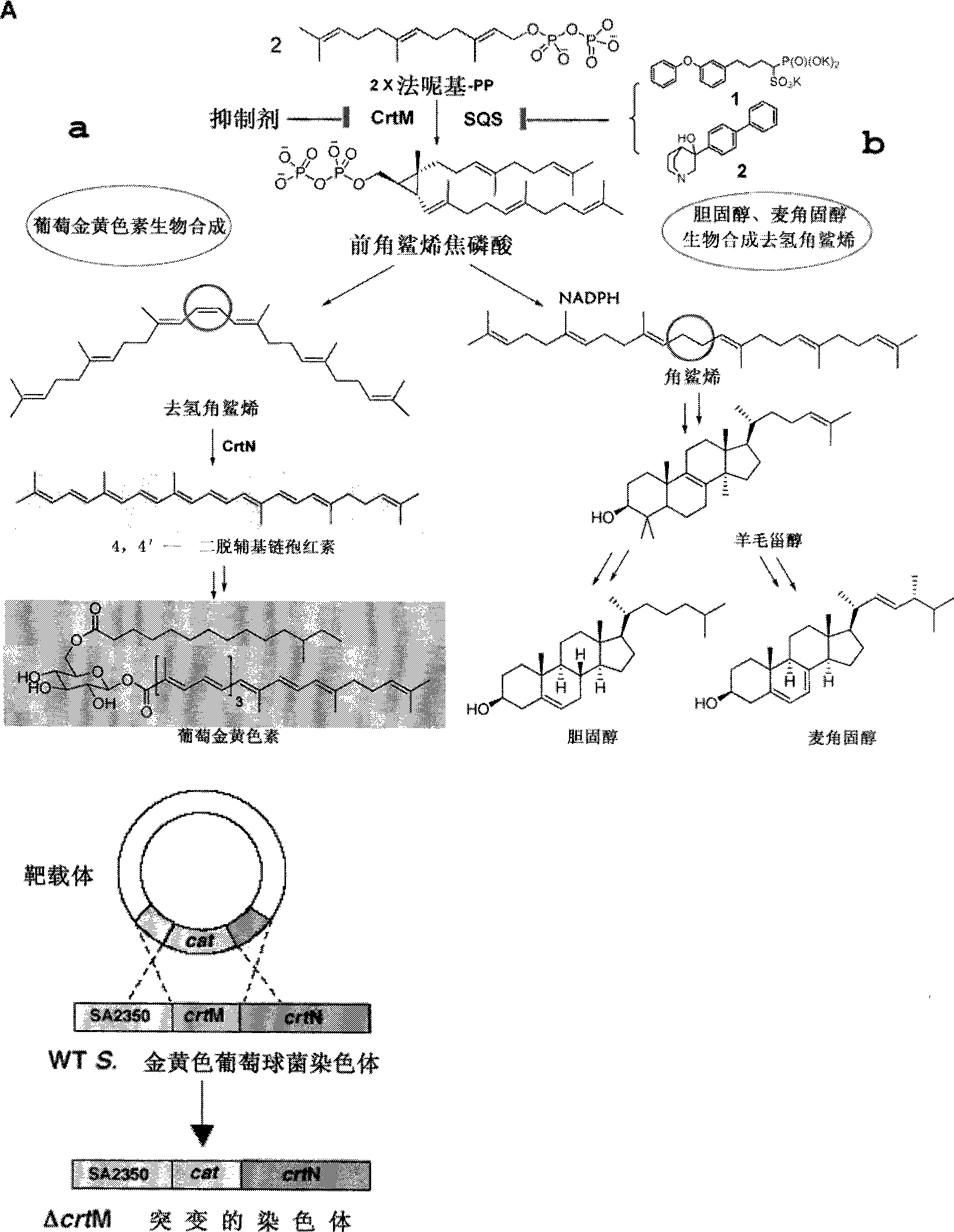 Compound for antimicrobial therapy for bacterial infections and its pharmaceutical uses