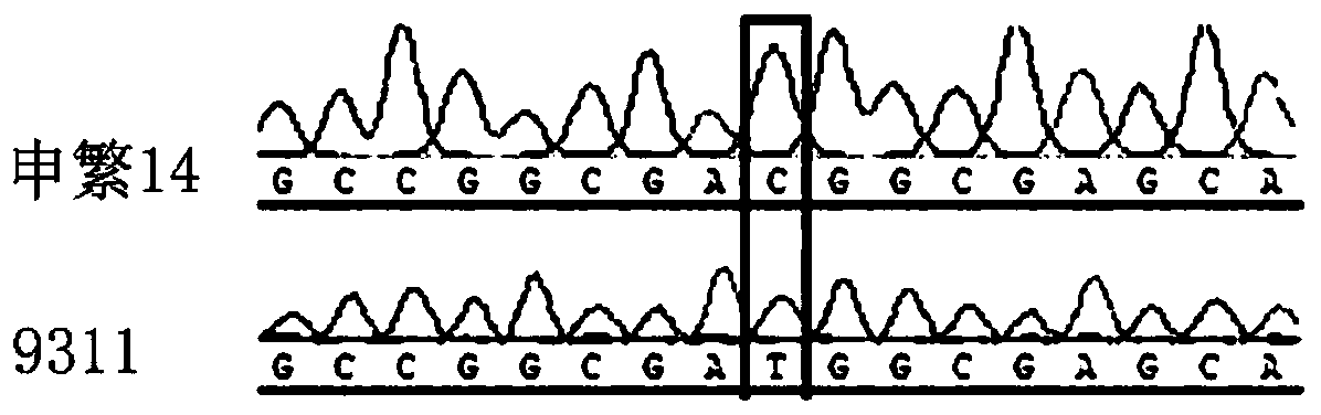 PCR/ LDR (polymerase chain reaction/ ligase detection reaction) molecular marker and method for authenticating Oryza sativa L. nitrate transport protein gene NRT1. 1B genotype