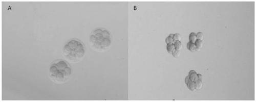 A novel reagent for removing the zona pellucida of mouse embryos and its preparation method and application