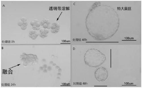 A novel reagent for removing the zona pellucida of mouse embryos and its preparation method and application