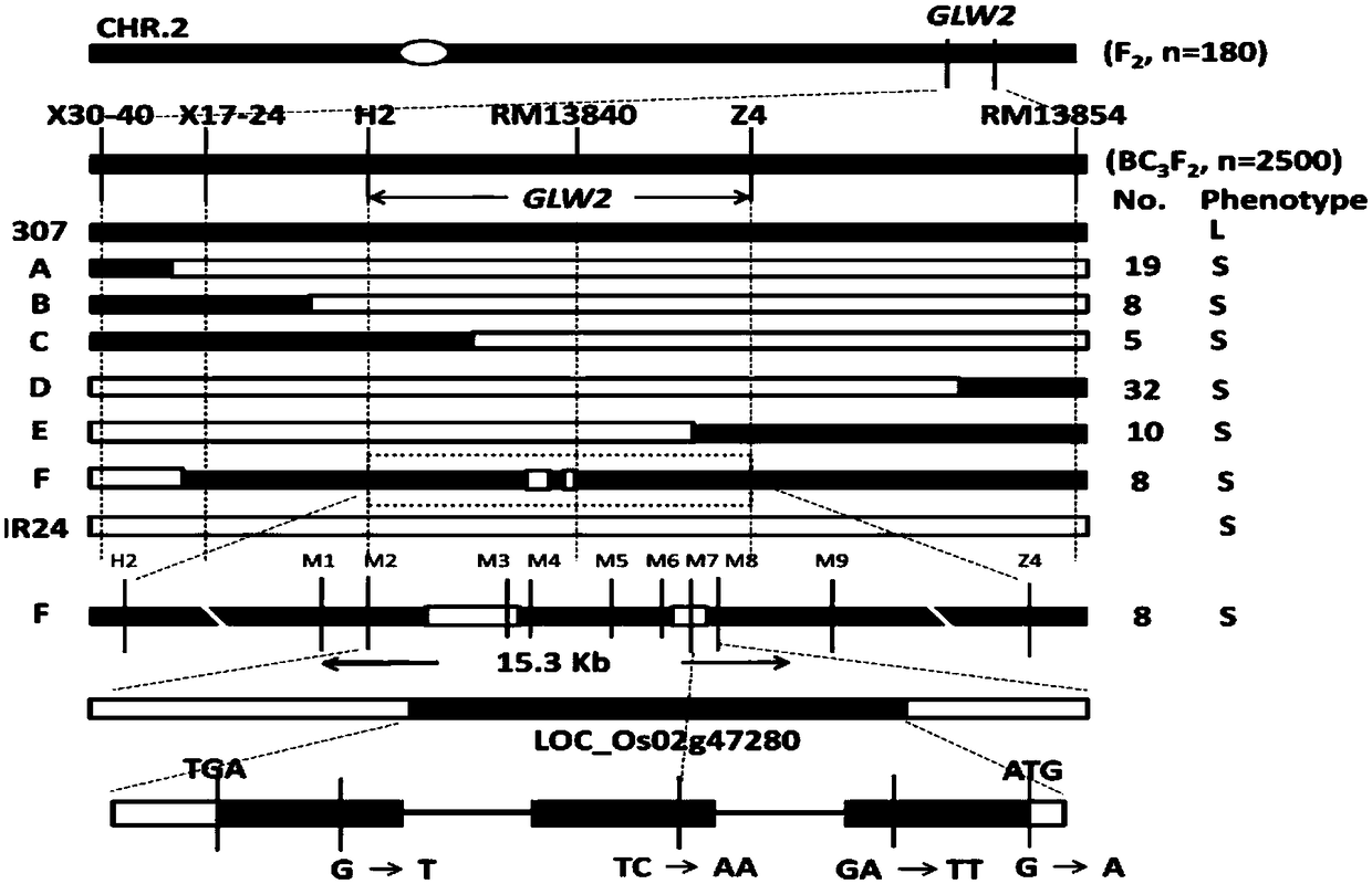 A kind of rice grain shape related protein glw2 and its coding gene and application