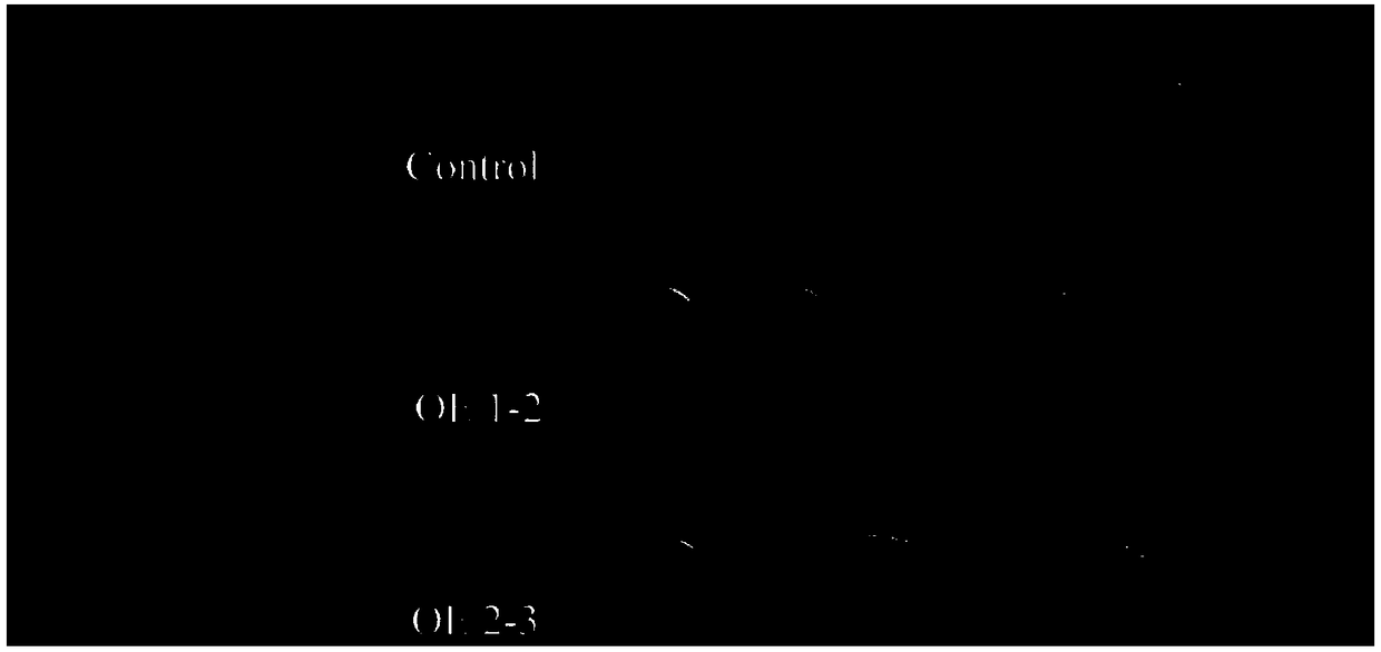 A kind of rice grain shape related protein glw2 and its coding gene and application