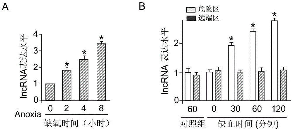 Medicinal composition containing IncRNA inhibitor and application thereof