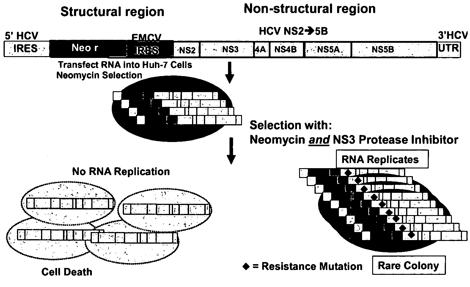 Inhibitor-resistant HCV NS3 protease