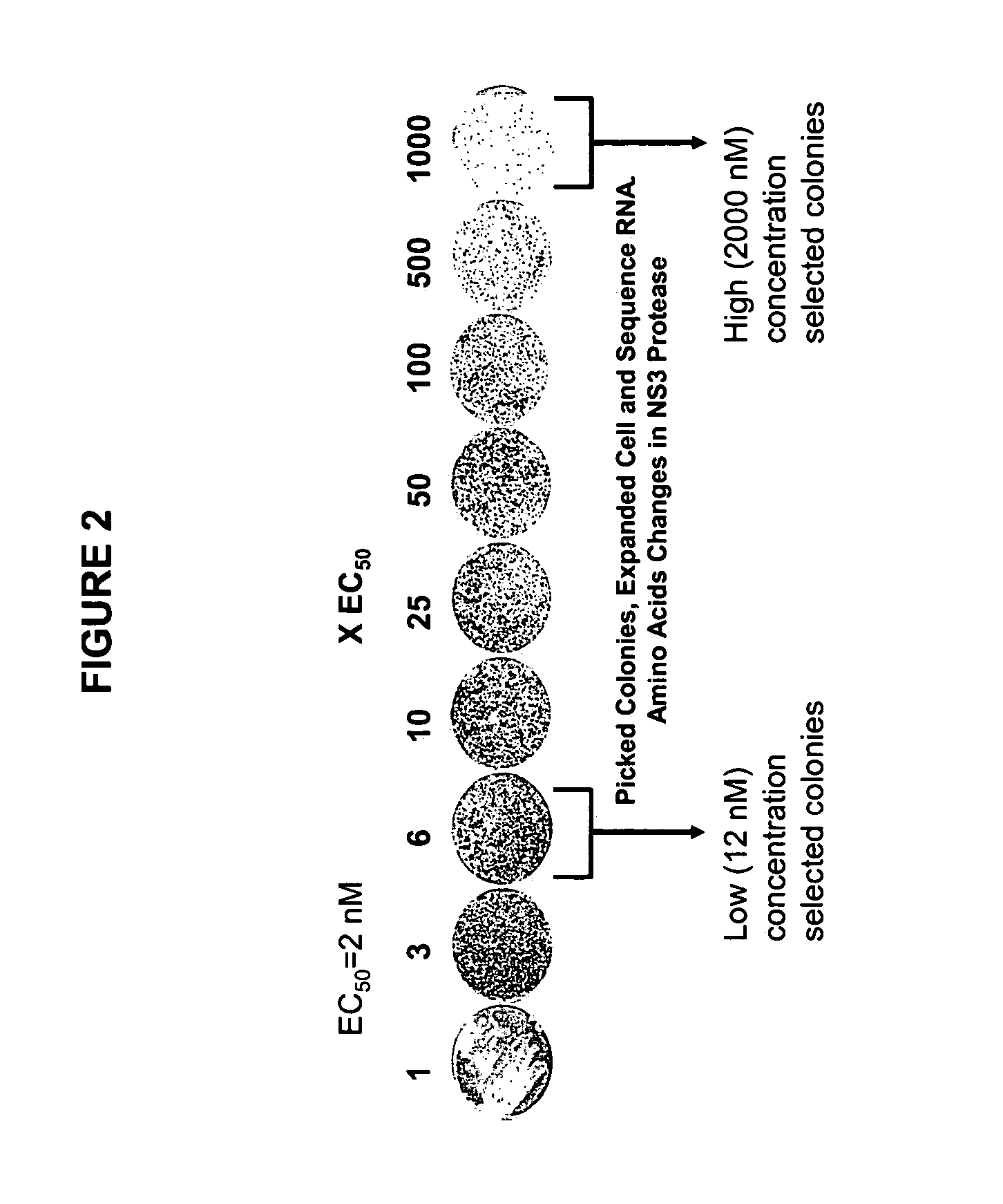 Inhibitor-resistant HCV NS3 protease