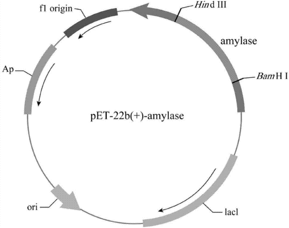 Oxidation resistive amylase mutant as well as preparation method and application thereof
