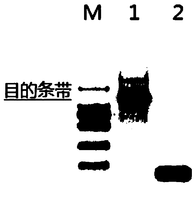 Method and application of heterologous high expression of dypb active protein