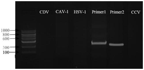 Canine parvovirus detection kit