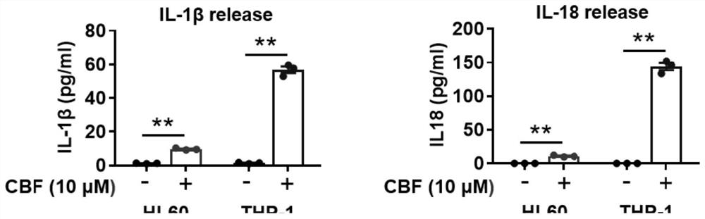 Application of cinobufagin in medicine for treating acute myelogenous leukemia