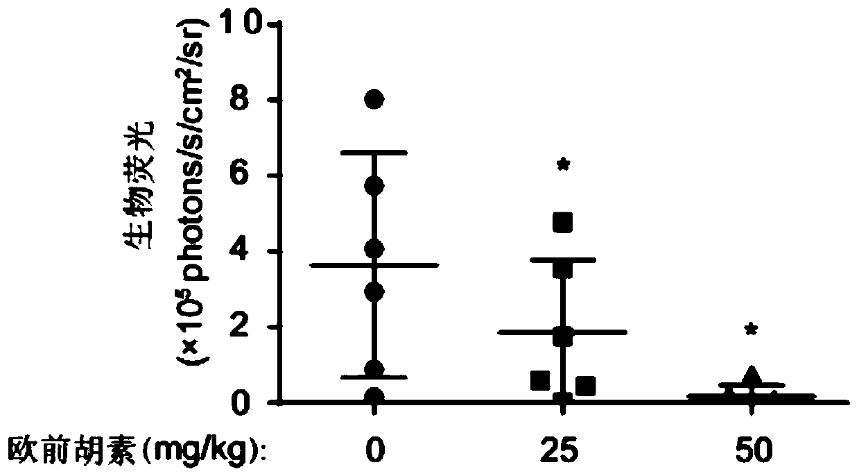 Application of imperatorin in the preparation of drugs for inhibiting esophageal cancer