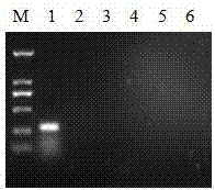 Porcine circovirus type-3 PCR (Polymerase Chain Reaction) detection kit and detection method