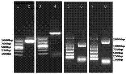 Method for expression of nitrogenase gene in eukaryotic cells