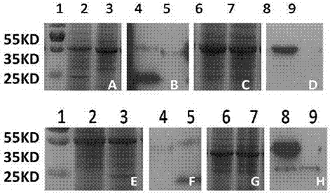 Method for expression of nitrogenase gene in eukaryotic cells