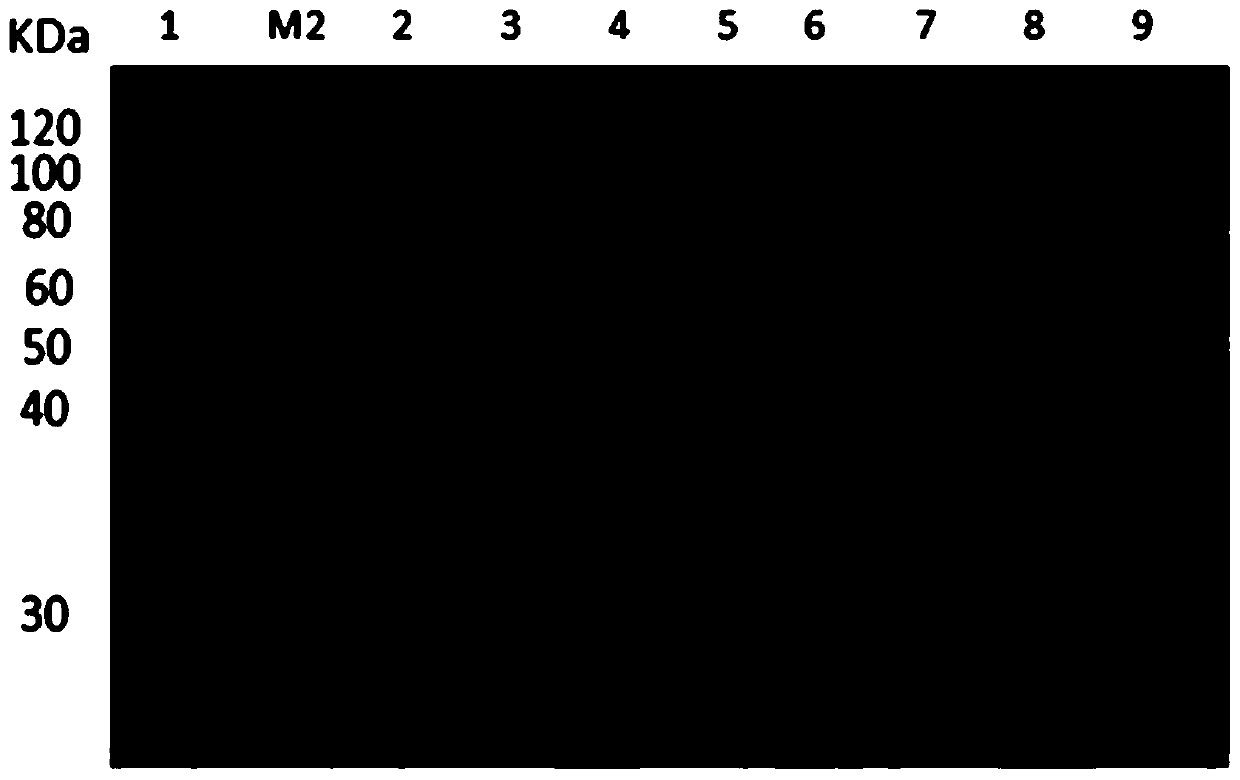 Prokaryotic expression method of cotton bollworm midgut serine protease gene