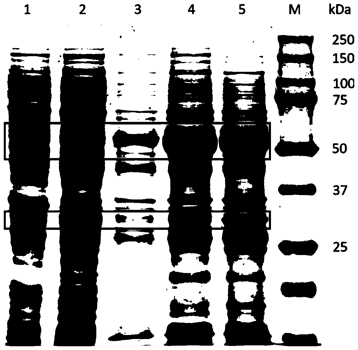 Prokaryotic expression method of cotton bollworm midgut serine protease gene